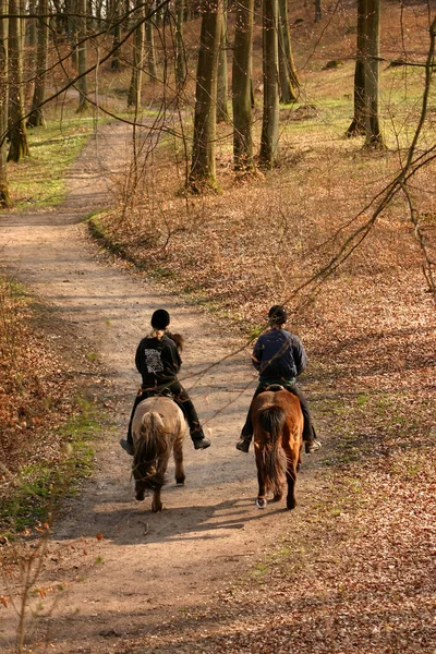 Pessoas Montar Cavalos Numa Floresta Dinamarca — Fotografia de Stock