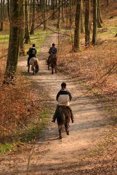 Atları Danimarka Bir Ormandaki Ridding Insanlar — Stok fotoğraf