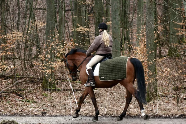 在丹麦的森林里的女孩赶走马 — 图库照片