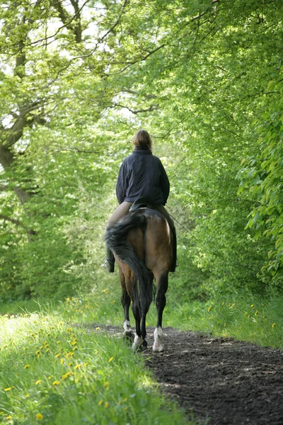 Chica Montando Caballo Bosque Dinamarca —  Fotos de Stock