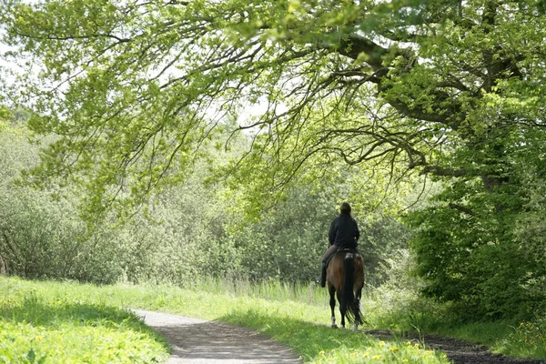Meisje Bevrijden Van Paard Een Bos Denemarken — Stockfoto