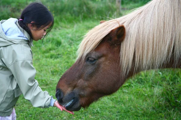 Horse Field Summer Cute Chinese Girl — Stock Photo, Image