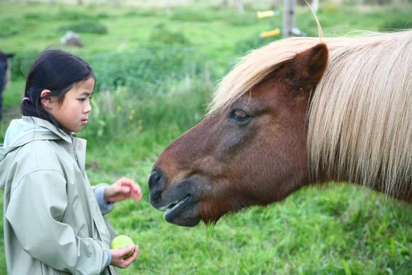 Häst Ett Fält Sommaren Med Söt Kinesisk Flicka — Stockfoto