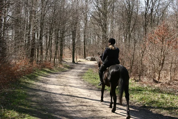 Tjej Befria Häst Skogen Danmark — Stockfoto