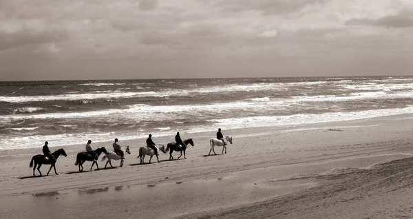 在丹麦 人们把马从海边赶走 黑白相间的照片 — 图库照片