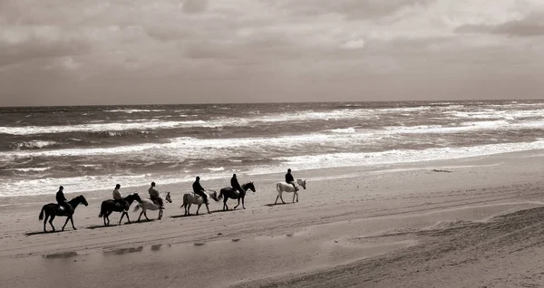 Monter Cheval Bord Mer Danemark Photo Noir Blanc — Photo