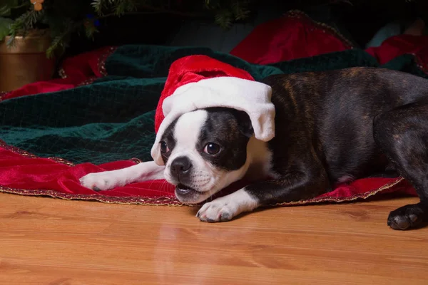 Poopsie Vánoce pod stromem s Santa Hat — Stock fotografie