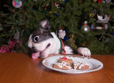 Poopsie Christmas Licking Cookie Crumbs clipart