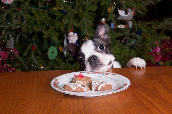 Poopsie Christmas Chin on Plate of Cookies — Stock Photo, Image