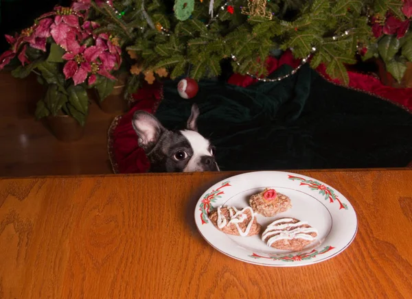 Poopsie vánoční dosáhla nejvyšší úrovně Coookies — Stock fotografie