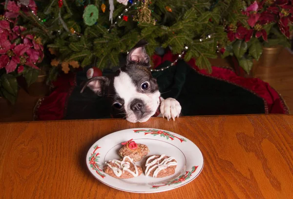 Poopsie Vánoce při pohledu na soubory cookie z výše — Stock fotografie