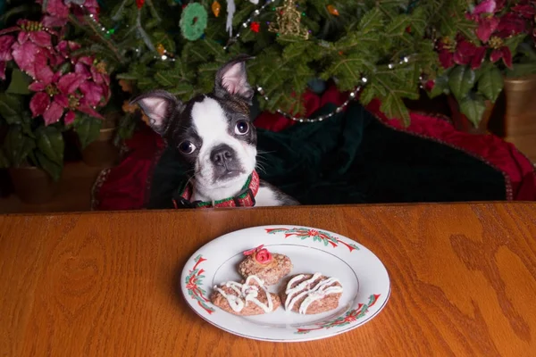 Poopsie vánoční prosím může mít soubor Cookie — Stock fotografie