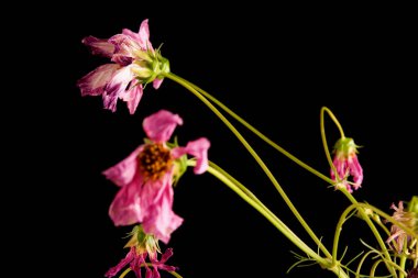 Ölmek üzere olan çiçekler Closeup üst sol