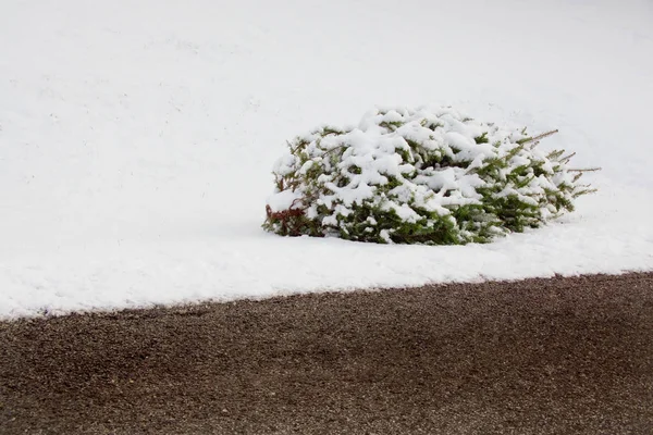 After Christmas Tree by Curb — Stock Photo, Image