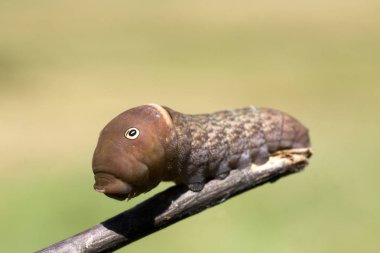 Caterpillar gözleri ve yukarı