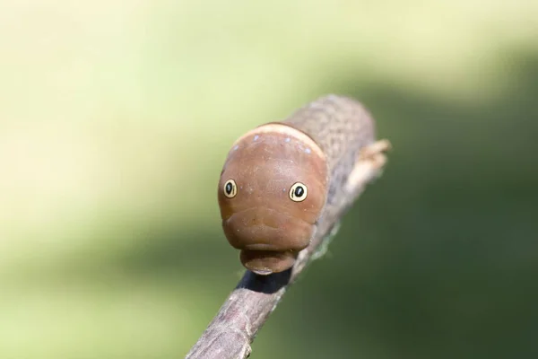 Caterpillar con gli occhi guardando Viewer — Foto Stock