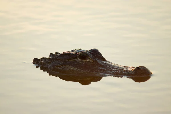 Großaufnahme Alligatorkopf — Stockfoto
