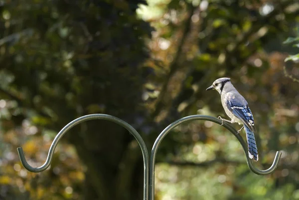 Blue Jay on a Pole — Stock Photo, Image