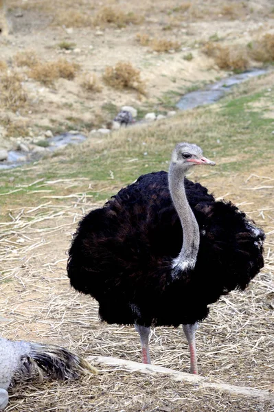 Avestruz en libertad en una granja francesa — Foto de Stock