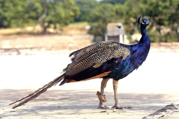 Un pavo real en una granja francesa en el departamento de Gard — Foto de Stock