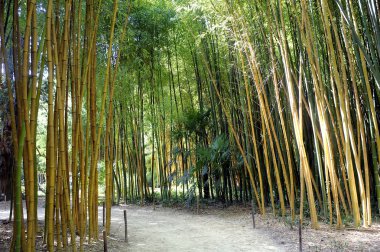 Bir Anduze bambu plantasyon bambu ormanında