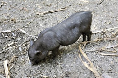 Bir Anduze bambu çiftliğin parkta küçük siyah domuz