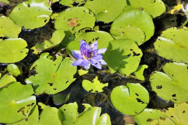 Nilüferler Anduze bambu çiftliğin bir havza içinde