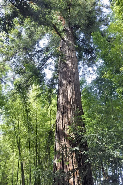 Sequoia bordering the paths of the park of the bamboo plantation — Stock Photo, Image