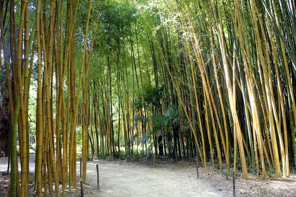 Floresta de bambu na plantação de bambu de Anduze — Fotografia de Stock