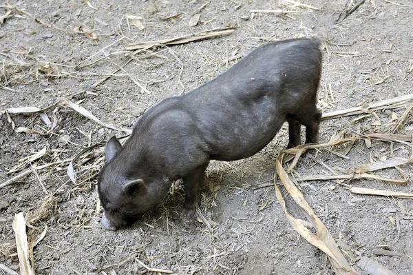 Bir Anduze bambu çiftliğin parkta küçük siyah domuz
