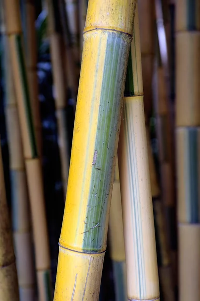 Bamboo bambusa vulgaris close-up in the park of the bamboo plant — Stock Photo, Image