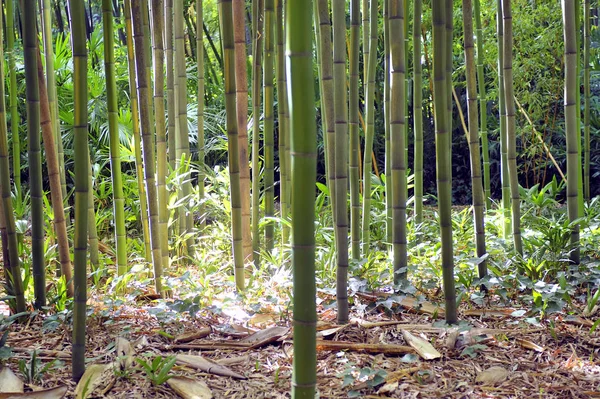 Bamboo forest in the Anduze bamboo plantation