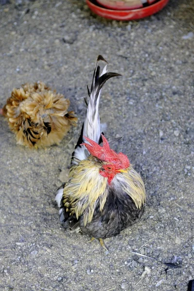 colored feathers with small feathers