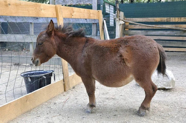 Ein sehr kleines einheimisches Maultier — Stockfoto