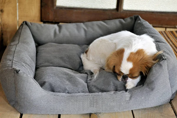 日本的小猎犬，在他们的小房子和舒适 — 图库照片