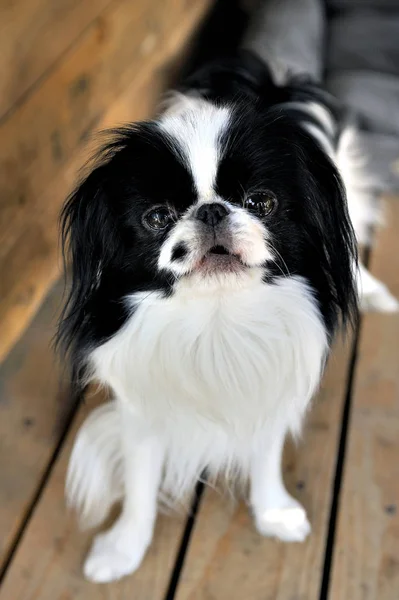 Japonesa poco spaniels en su poco casa y comodidad — Foto de Stock