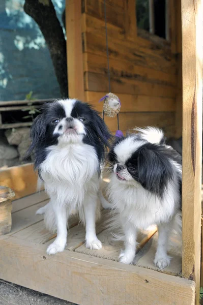 Japonês pouco spaniels em sua pequena casa e conforto — Fotografia de Stock