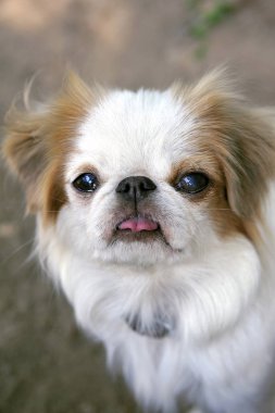 Japon küçük spaniels kendi küçük ev ve konfor