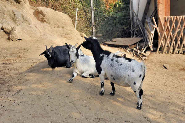 A group of goats — Stock Photo, Image
