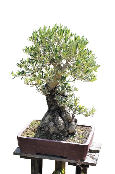 Bonsai z olivovníku v hrnci — Stock fotografie