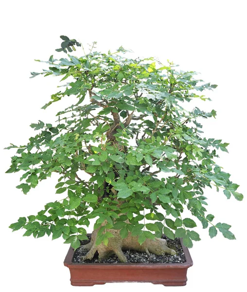 Bonsai från en japansk web lönn — Stockfoto