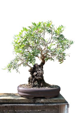 Tencerede bir zeytin ağacı Bonsai