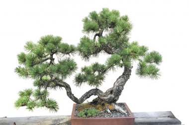 Bonsai tencerede bir çam