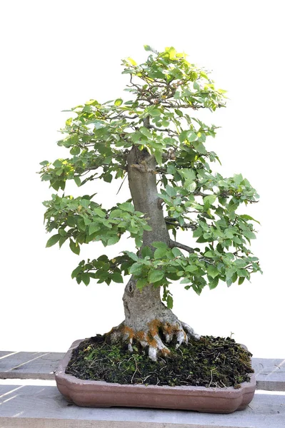 Bonsai z hornbean v hrnci — Stock fotografie