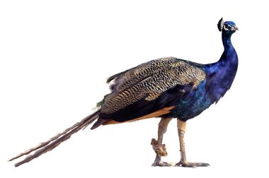 Gard bölümü Fransız bir gruptaki bir tavus kuşu