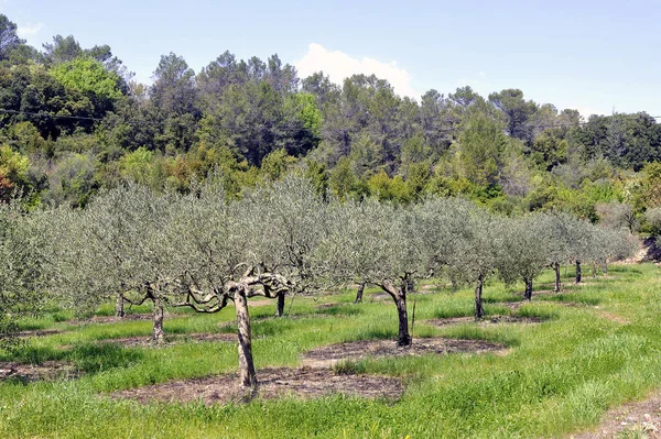 Pole drzew oliwnych w południowej Francji — Zdjęcie stockowe