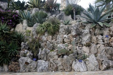 Monako 'nun egzotik bahçesini ziyaret edin. Orada büyük kaktüsler ve sulu bitkiler var.