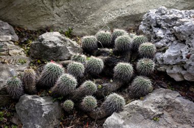 Monako 'nun egzotik bahçesini ziyaret edin. Orada büyük kaktüsler ve sulu bitkiler var.