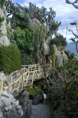 Monako 'nun egzotik bahçesini ziyaret edin. Orada büyük kaktüsler ve sulu bitkiler var.