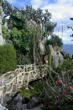 Monako 'nun egzotik bahçesini ziyaret edin. Orada büyük kaktüsler ve sulu bitkiler var.